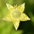 thimbleweed anemone virginiana wehr nature center 5120 3jul23