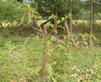 american pokeweed phytolacca americana farm 7033 8sep23