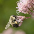 bumblebee spotted joe pyeweed eutrochium maculatum wehr 6349 7aug23