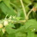 pale flowered leaf cup polymnia canadensis honey bee wehr 6373 7aug23