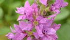 purple loosestife lythrum salicaria wehr 6359 7aug23