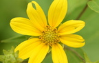 woodland sunflower helianthus divaricatus wehr 6334 7aug23