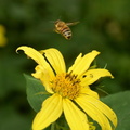 woodland sunflower helianthus divaricatus wehr honey bee 6345 7aug23