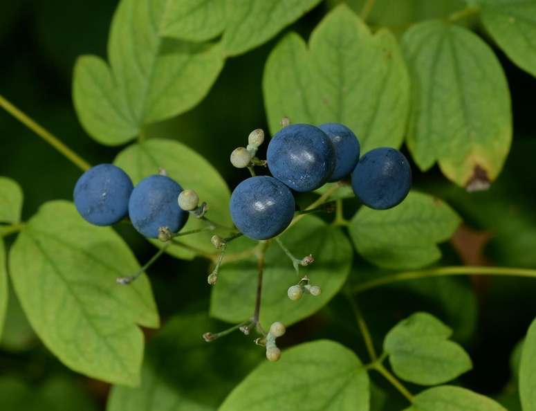 blue cohosh caulophyllum thalictroides wehr 6902 4sep23