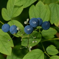 blue_cohosh_caulophyllum_thalictroides_wehr_6902_4sep23.jpg