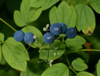 blue cohosh caulophyllum thalictroides wehr 6902 4sep23
