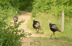 turkey meleagris gallopavo wehr whitnall park 4981 19jun23