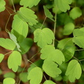 early_meadow_rue_thalictrum_dioicum_george_thompson_3912_1may23.jpg