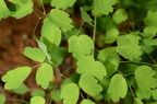 early meadow rue thalictrum dioicum george thompson 3912 1may23