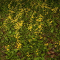 golden ragwort packera aurea george thompson 3975 1may23