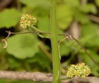 pennsylvania saxifrage micranthes pensylvanica george thompson 3948 1may23