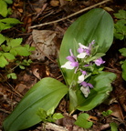showy orchis galearis spectabilis george thompson 3970 1may23