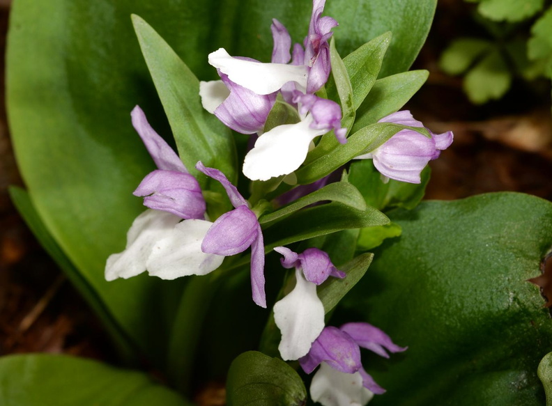 showy_orchis_galearis_spectabilis_george_thompson_3939_1may23.jpg