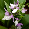 showy orchis galearis spectabilis george thompson 3939 1may23