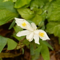 dwarf crested iris iris cristata mount cuba 4257 3may23
