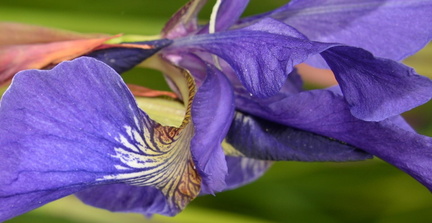 siberian iris iris sibirica new york botanical garden 4496 5may23