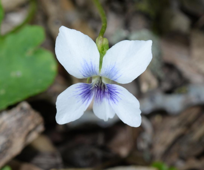 woodland white violet viola blanda wehr 2139 13may24