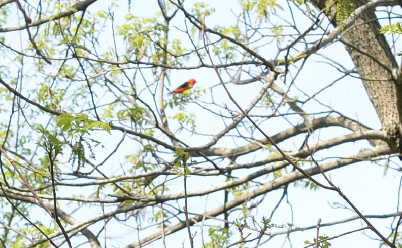 scarlet tanager wehr 2156 13may24