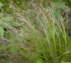 prairie drop seed sporobolus heterolepis farm 2424 4jun24