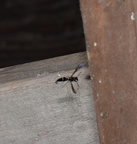 four toothed mason wasp monobia quadridens farm 2501 14jun24