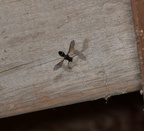 four toothed mason wasp monobia quadridens farm 2500 14jun24