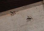 four toothed mason wasp monobia quadridens farm 2505 14jun24