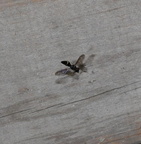 four toothed mason wasp monobia quadridens farm 2502 14jun24