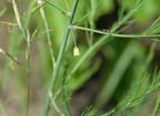 asparagus asparagus officinalis farm 2554 14jun24