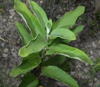 common milkweed asclepias syriaca farm 2608 14jun24
