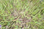 hairy panic grass dichanthelium acuminatum farm 2542 14jun24