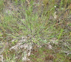 hairy panic grass dichanthelium acuminatum farm 2546 14jun24
