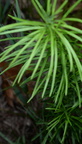 horsetail milkweed asclepias verticillata farm 2558 14jun24