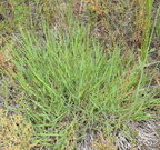 purple lovegrass eragrostis spectabilis farm 2547 14jun24