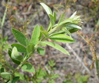 round-headed bush clover lespedeza capitata farm 2540 14jun24