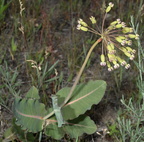 sand milkweed asclepias amplexicaulis farm 2564 14jun24
