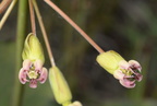 sand milkweed asclepias amplexicaulis farm 2570 14jun24