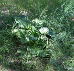 rhubarb farm 2621 26jun24
