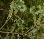 eastern hemlock tsuga canadensis upper dells 2868 17jul24