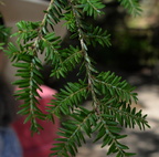 eastern hemlock tsuga canadensis upper dells 2866 17jul24