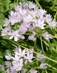 american garlic allium unifolium domes 2375 29may24