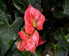 anthurium andraeanum domes 2318 29may24