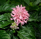 brazilian plume justicia carnea domes 2323 29may24