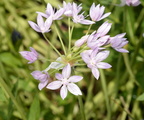 american garlic allium unifolium domes 2377 29may24