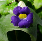 bush clock vine thunbergia erecta domes 2321 29may24