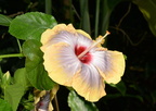 chinese hibiscus hibiscus rosa-sinensis domes 2320 29may24