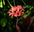 coral hibiscus hibiscus schizopetalus domes 2335 29may24