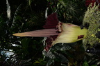 corpse flower amorphophallus titanum domes milwaukee 2332 29may24