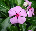 madagascar periwinkle catharanthus roseus domes 2364 29may24