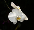 moth orchid phalaenopsis amabilis domes 2346 29may24