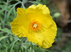 mexican tulip poppy hunnemannia fumariifolia domes 2356 29may24